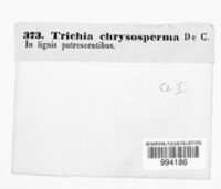 Trichia chrysosperma image